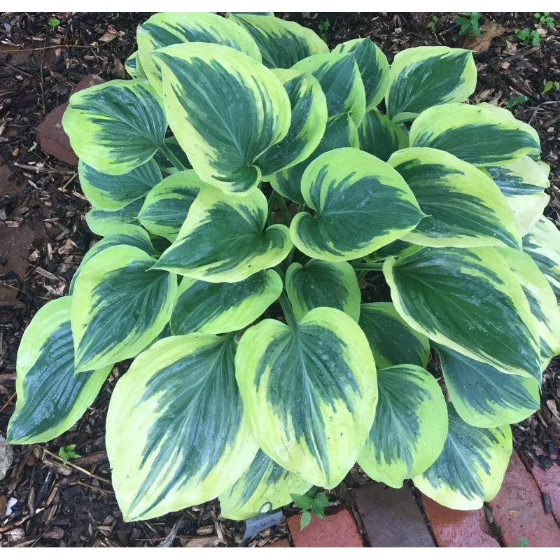 Picture of mature Hosta Winter Warrior plant