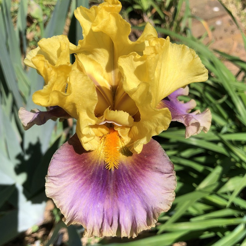 TB Iris In Living Color