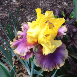 picture of this iris variety flower