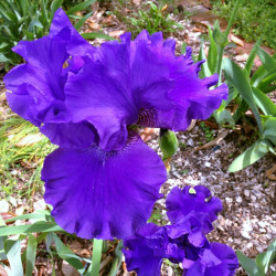 Flower picture of this Iris variety
