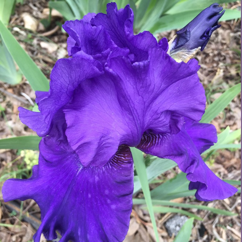 Flower picture of this Iris variety