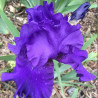 Flower picture of this Iris variety