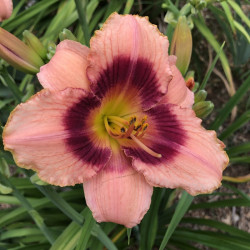 Daylily Strawberry Candy