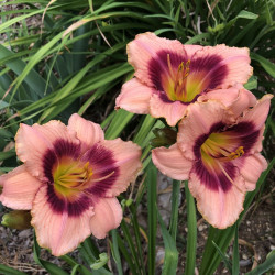 Daylily Strawberry Candy