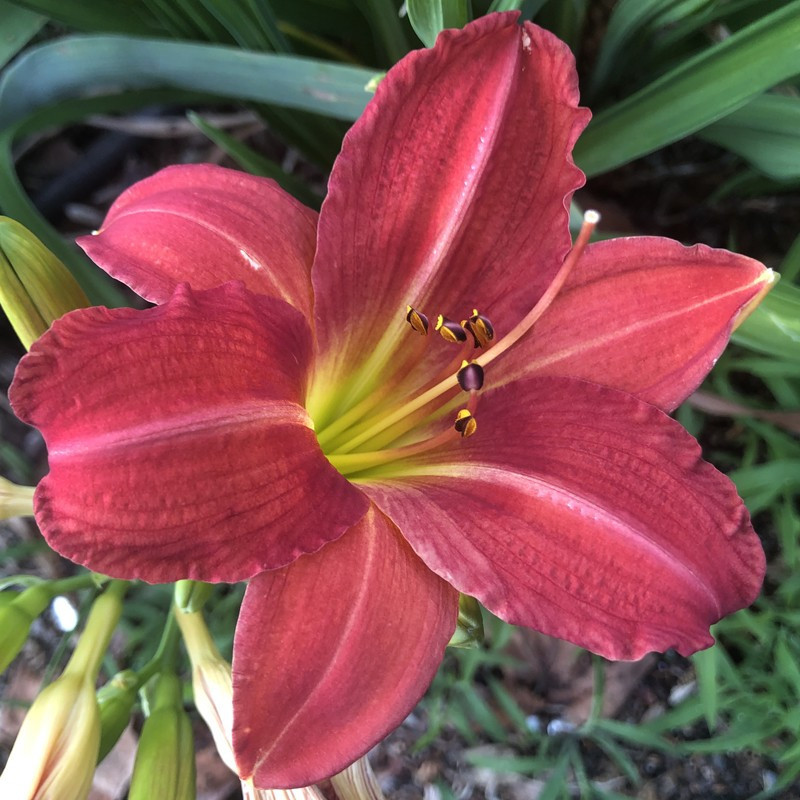 picture of the flower of this daylily