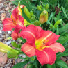 picture of established clump