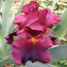 Flower picture of this Iris variety