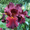 Flower picture of this Iris variety
