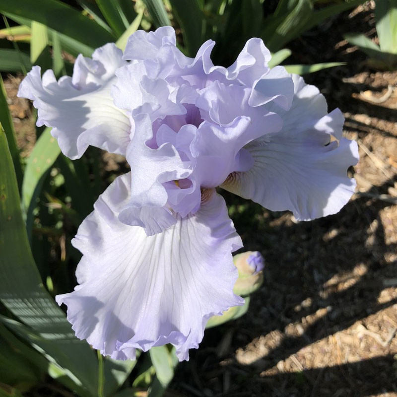 Tb Iris Silverado