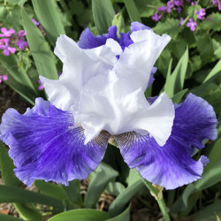 Flower picture of this Iris variety