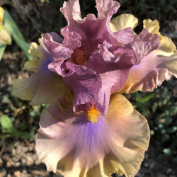 Flower picture of this iris variety
