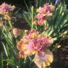 Flower picture of this iris variety