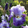 Flower picture of this Iris variety