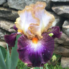 Flower picture of this Iris variety