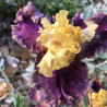 picture of this iris variety flower