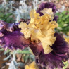 picture of this iris variety flower