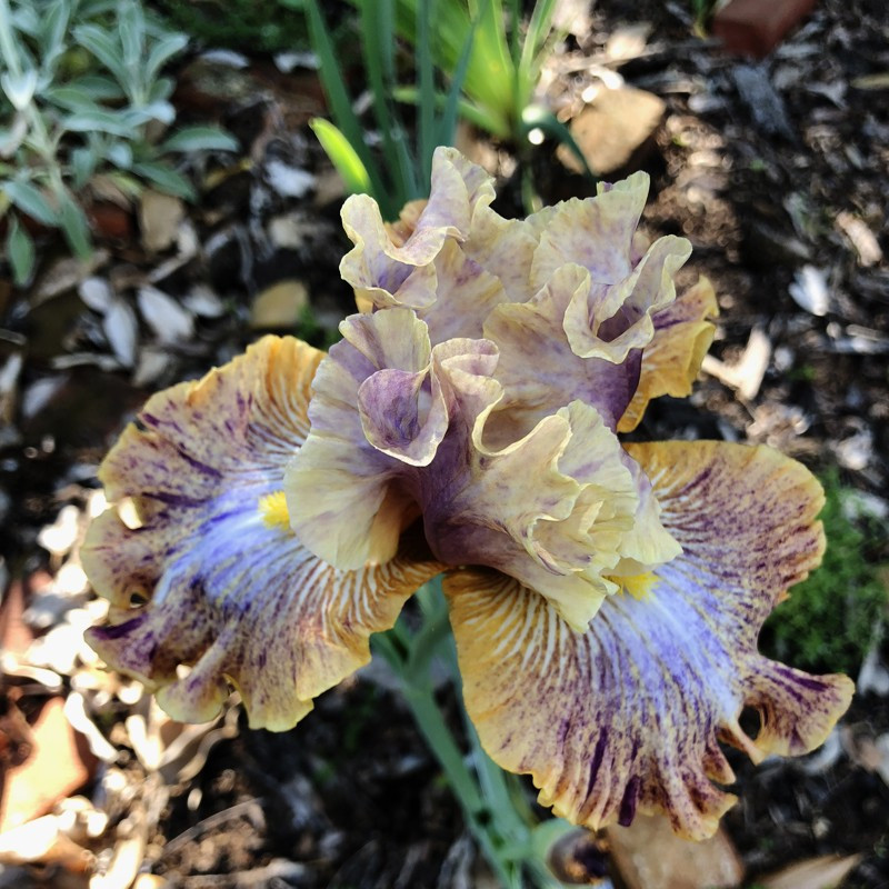 Flower picture of this iris variety
