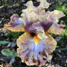 Flower picture of this iris variety