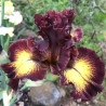 Picture of Iris flower