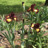 Picture of Iris flower