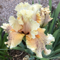 Flower picture of this iris variety