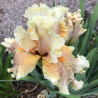 Flower picture of this iris variety