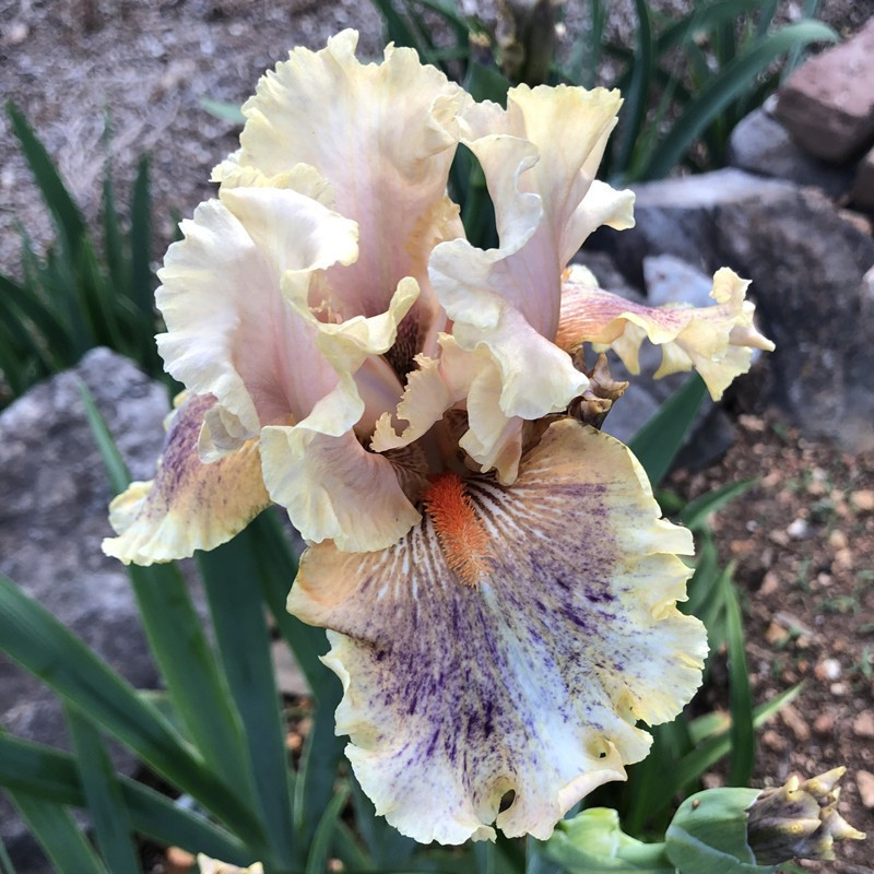 Flower picture of this iris variety
