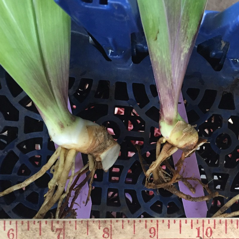 TB Iris Broken Pattern