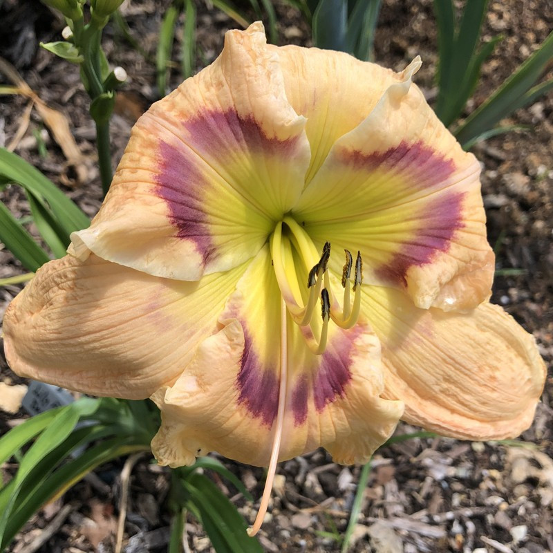 Picture of this variety daylily flowers