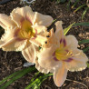 Picture of this variety daylily flowers