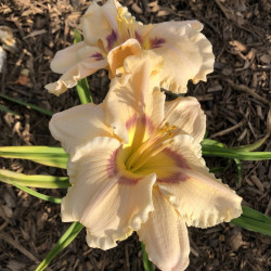 Picture of this variety daylily flowers