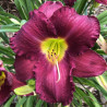 Picture of this variety daylily flowers