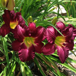 Established clump picture of this variety daylily flowers