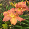 Picture of this variety daylily flowers