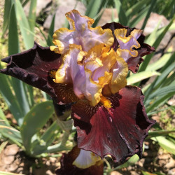 Flower picture of this iris variety.