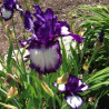 Flower picture of this Iris variety