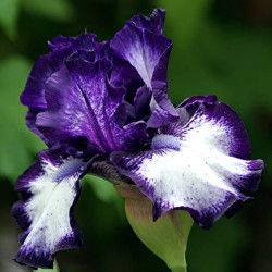 Flower picture of this Iris variety