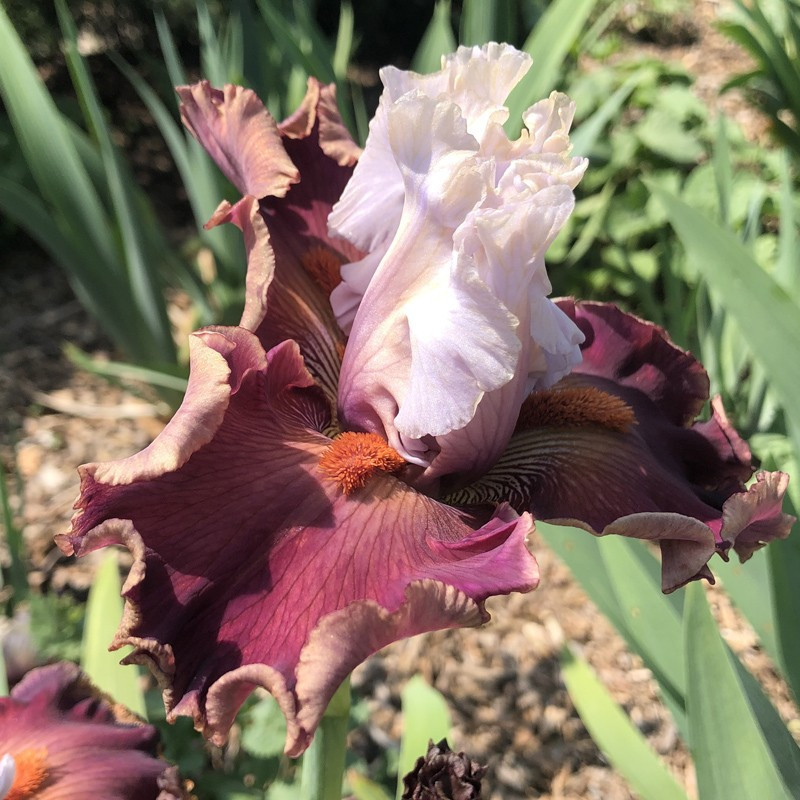 Flower picture of this Iris variety