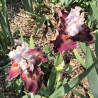 Flower picture of this Iris variety
