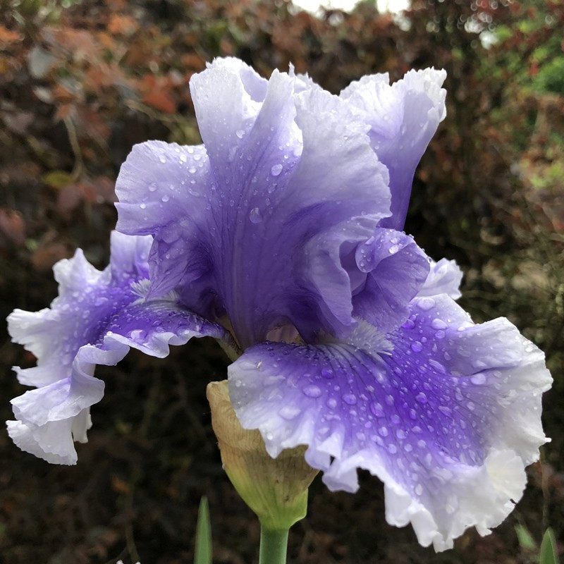 Flower picture of this Iris variety