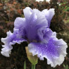 Flower picture of this Iris variety