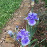 Flower picture of this Iris variety