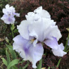 Flower picture of this Iris variety