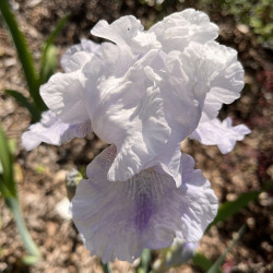 Flower picture of this Iris variety