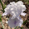 Flower picture of this Iris variety