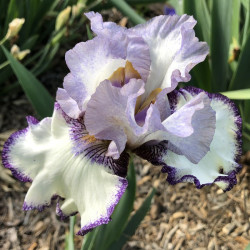Flower picture of this Iris variety