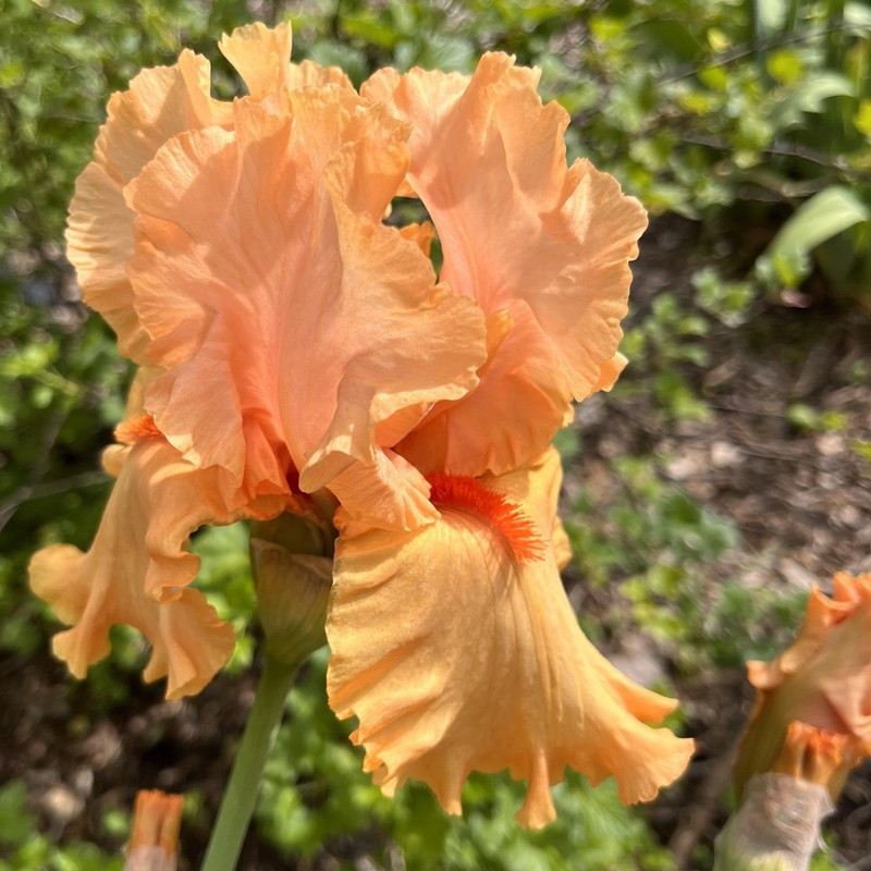 TB Iris Autumn Riesling