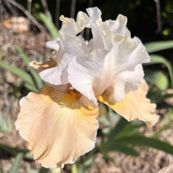 Flower picture of this Iris variety