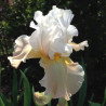 Flower picture of this Iris variety