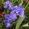 Flower picture of this Iris variety
